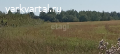 Продаётся земельный участок в деревне Скородумки